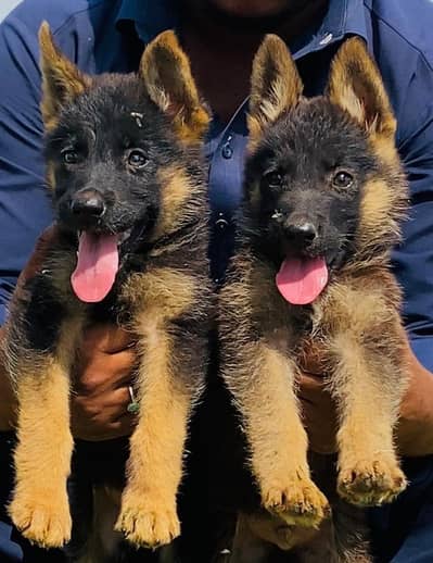 German Shepherd long coat piar available for sale
