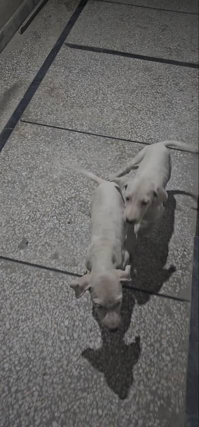 4 Months Old Pure Breed Bull pair available for sale