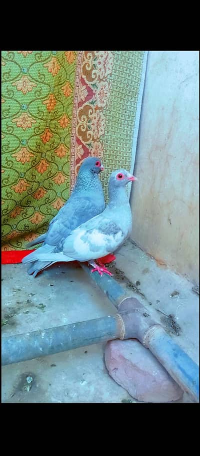 kasni mana breeder pair mena pigeons for sale kabotar kabutar pigeon