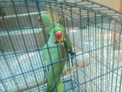 Raw parrot