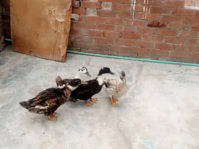 2 beautiful pair he lade eggs 