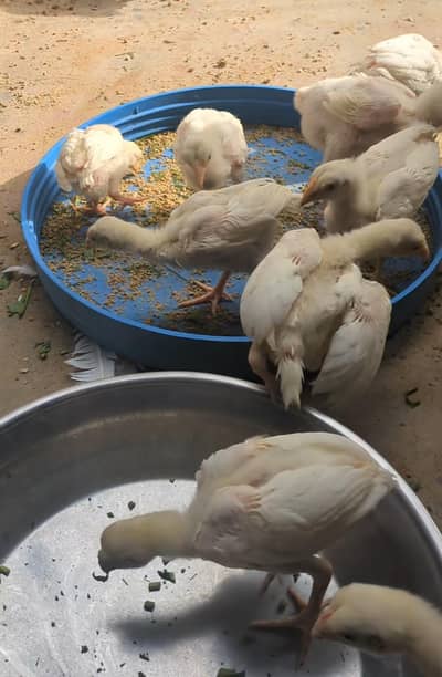 Paper White Heera Aseel & indianParrot Beak Chicks