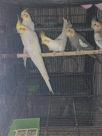 cocktails males available Location Jaranwala sirf call
