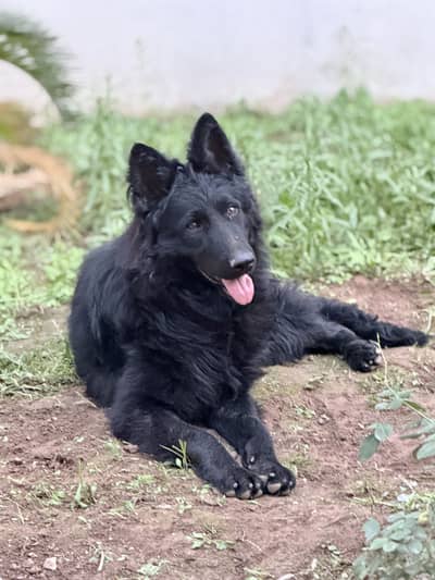 Black german shepherd