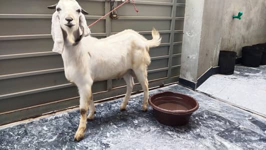qurbani ka bakra sehat mand