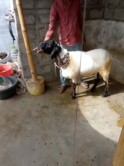 2 Dumbe (Sheep's)