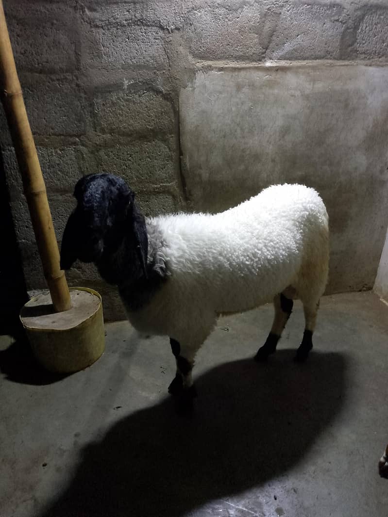 2 Dumbe (Sheep's) 1