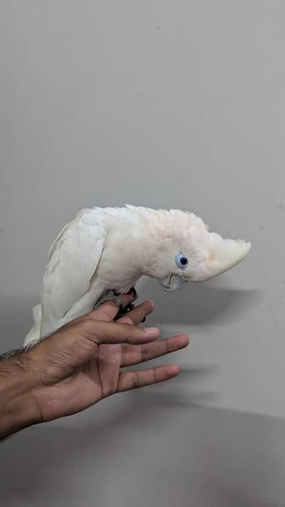 Ducrop cockatoo