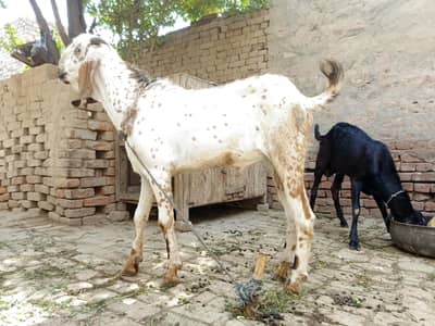 دیسی بکرا سیل