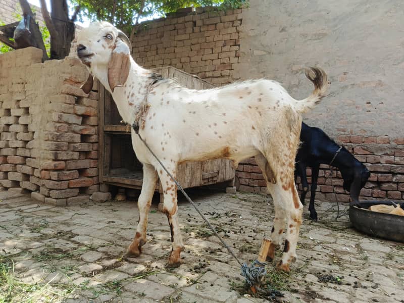 دیسی بکرا سیل 1