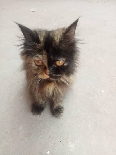 traditional Persian cat