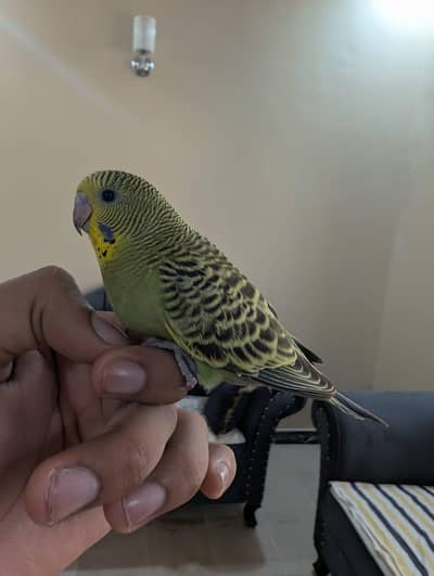handtame budgie hai