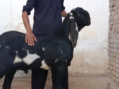 Qurbani Goat | Bakra | Sheep | bakra / بکرا / desi goat / Healthy Goat
