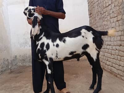 Ablak | rajan puri | Bakra | Goat | Qurbani | 2 Dant | بکرا