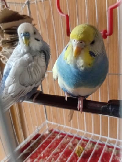 budgies pair free