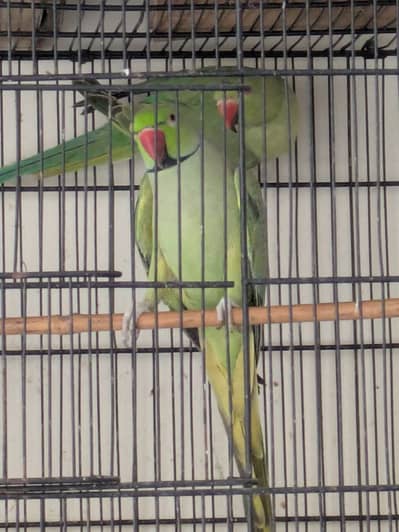 Green Parrot For sale