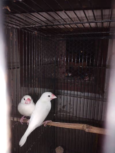 white jawa breeder pair