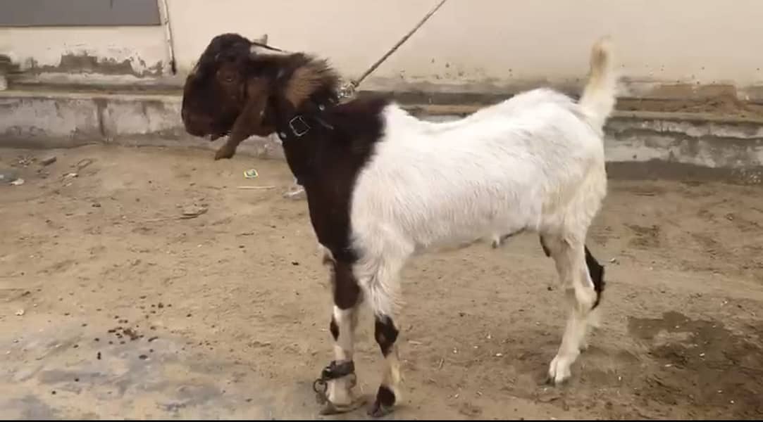 Bakra 2 danth 0
