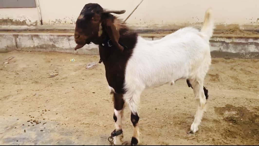 Bakra 2 danth 1