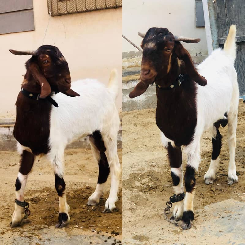 Bakra 2 danth 2