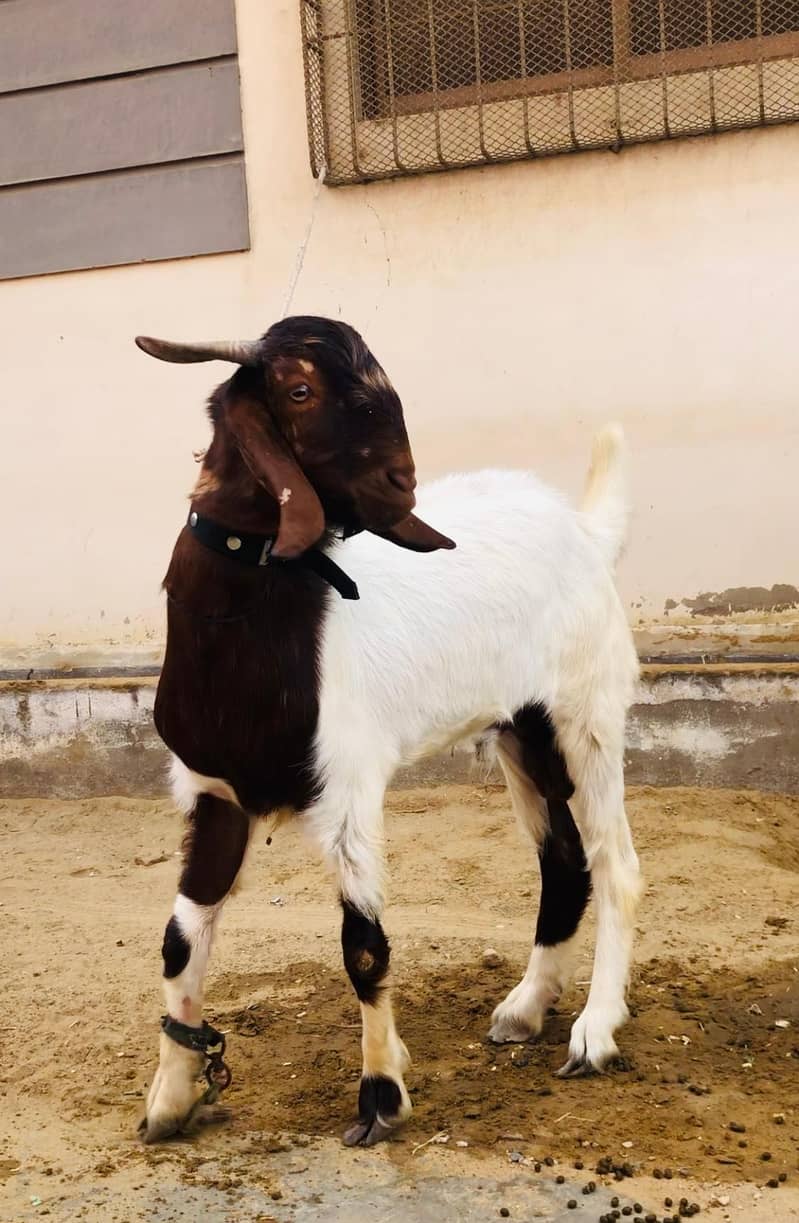 Bakra 2 danth 3
