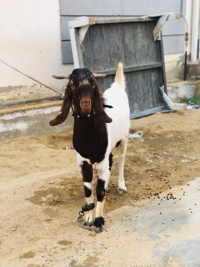 Bakra 2 danth 4
