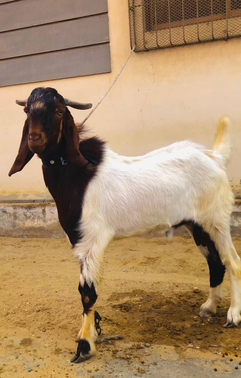 Bakra 2 danth 5
