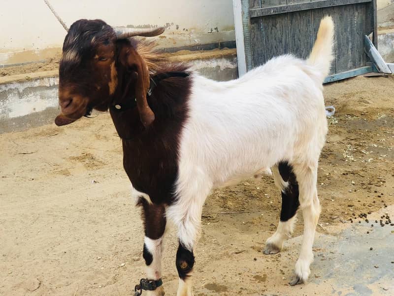 Bakra 2 danth 6