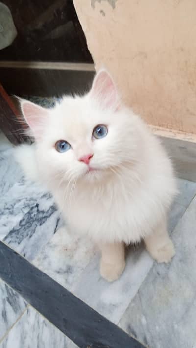 rare eyes color female