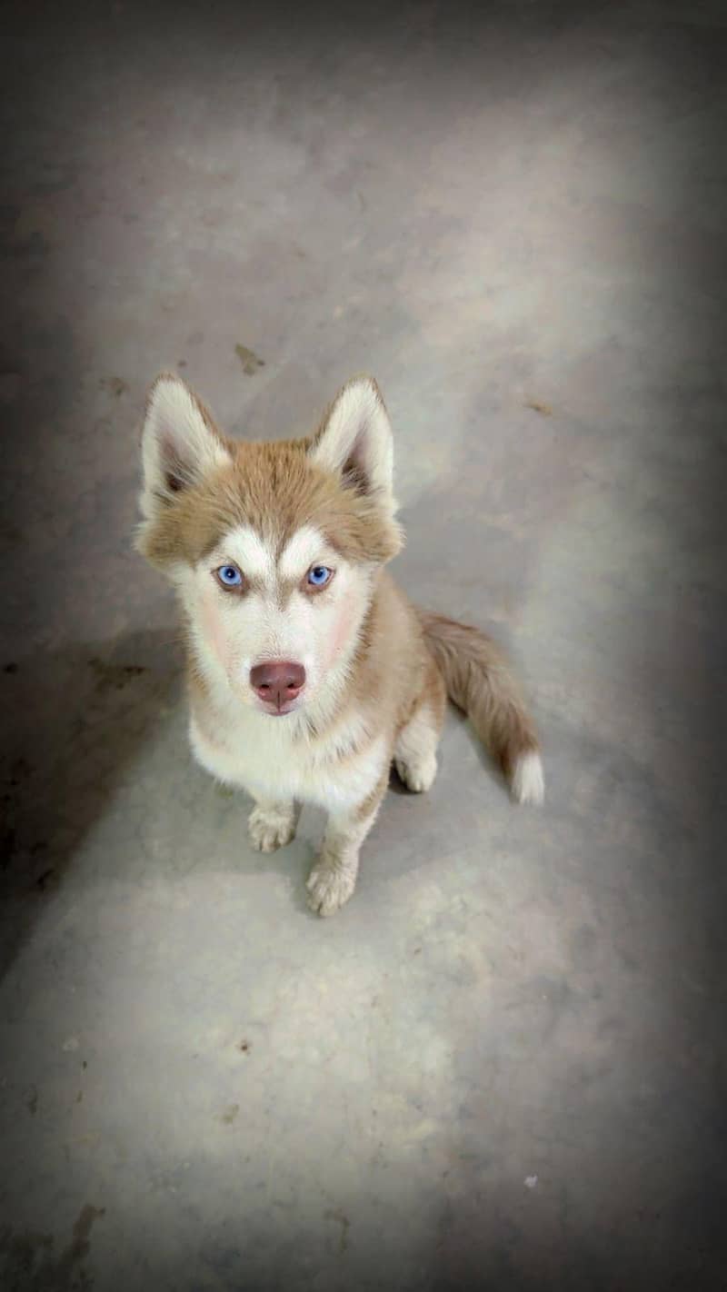 husky pair 0