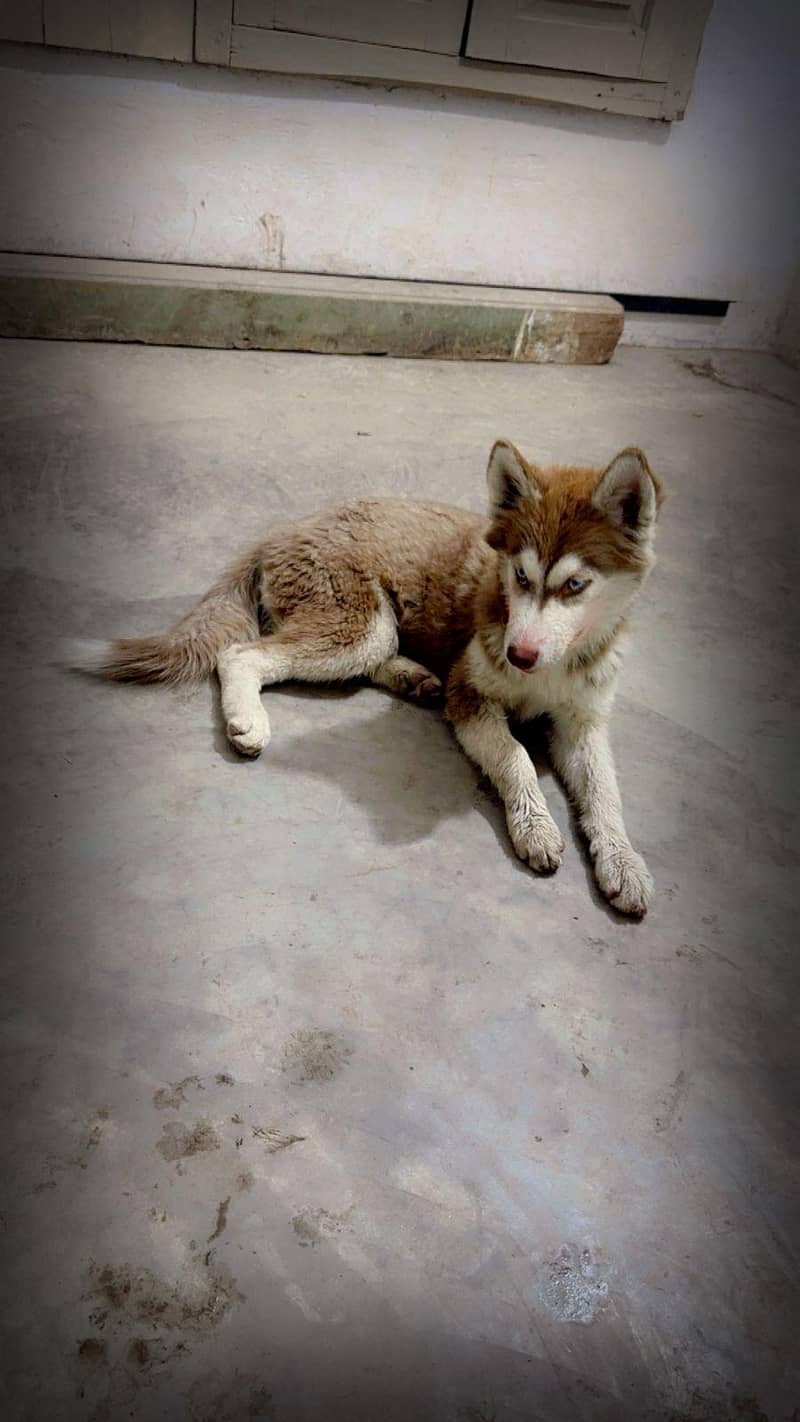 husky pair 1