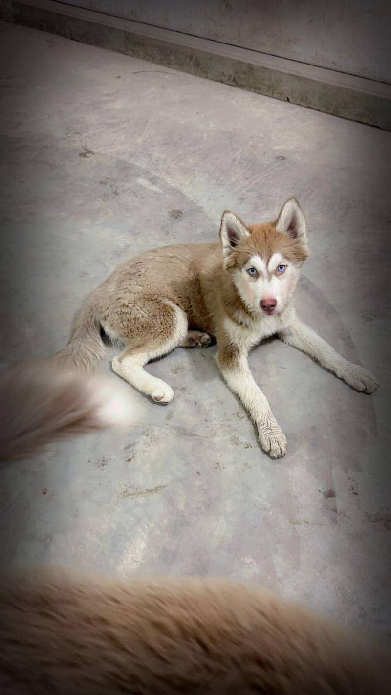 husky pair 2