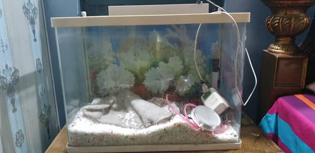 Fish aquarium
