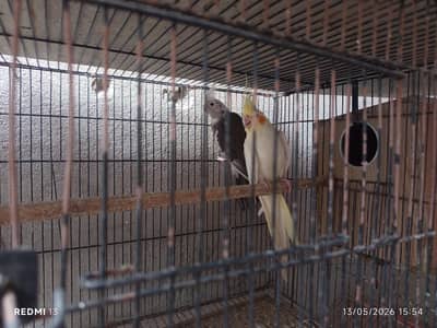 Cockatiel Pair for sale