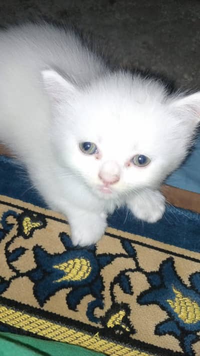 Persin kitten available for sale in okara