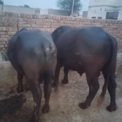 2 adad katta for sale for qurbani