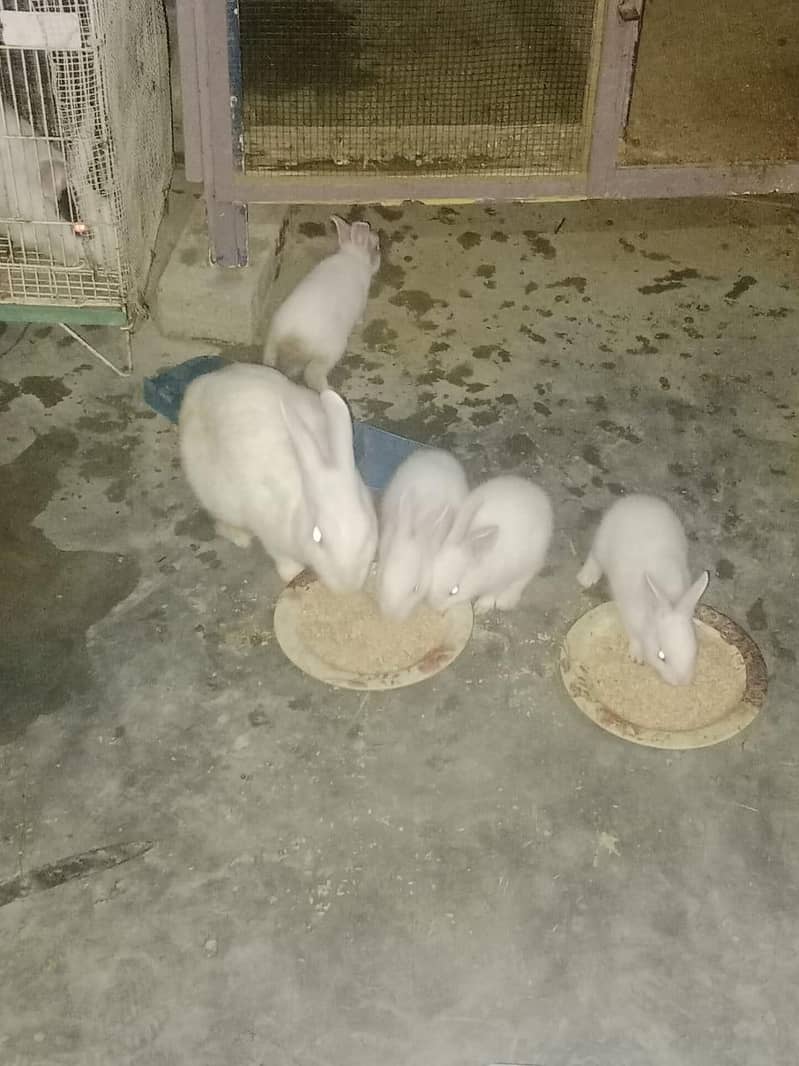Rabbit 0