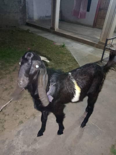 dasi bakra