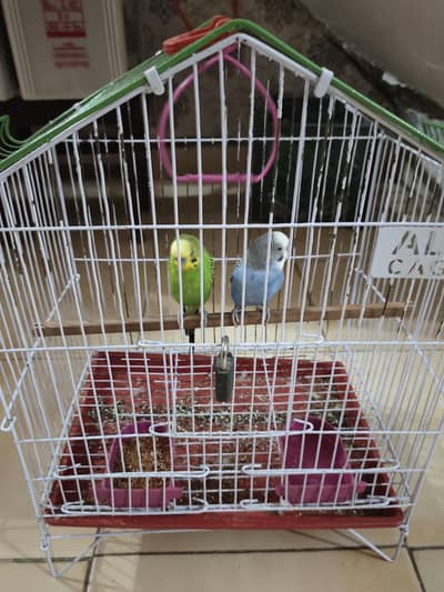 Australian Parrots pair