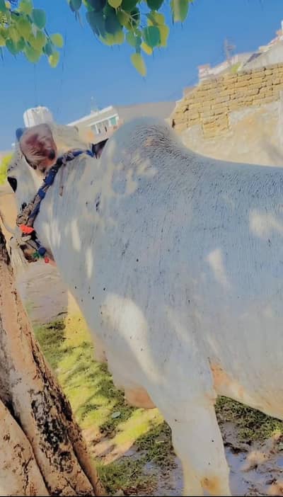 qurbani ke liye bull