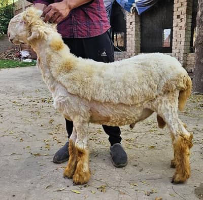 chatra/bakra for sale 03037799445
