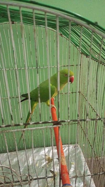 Ringneck