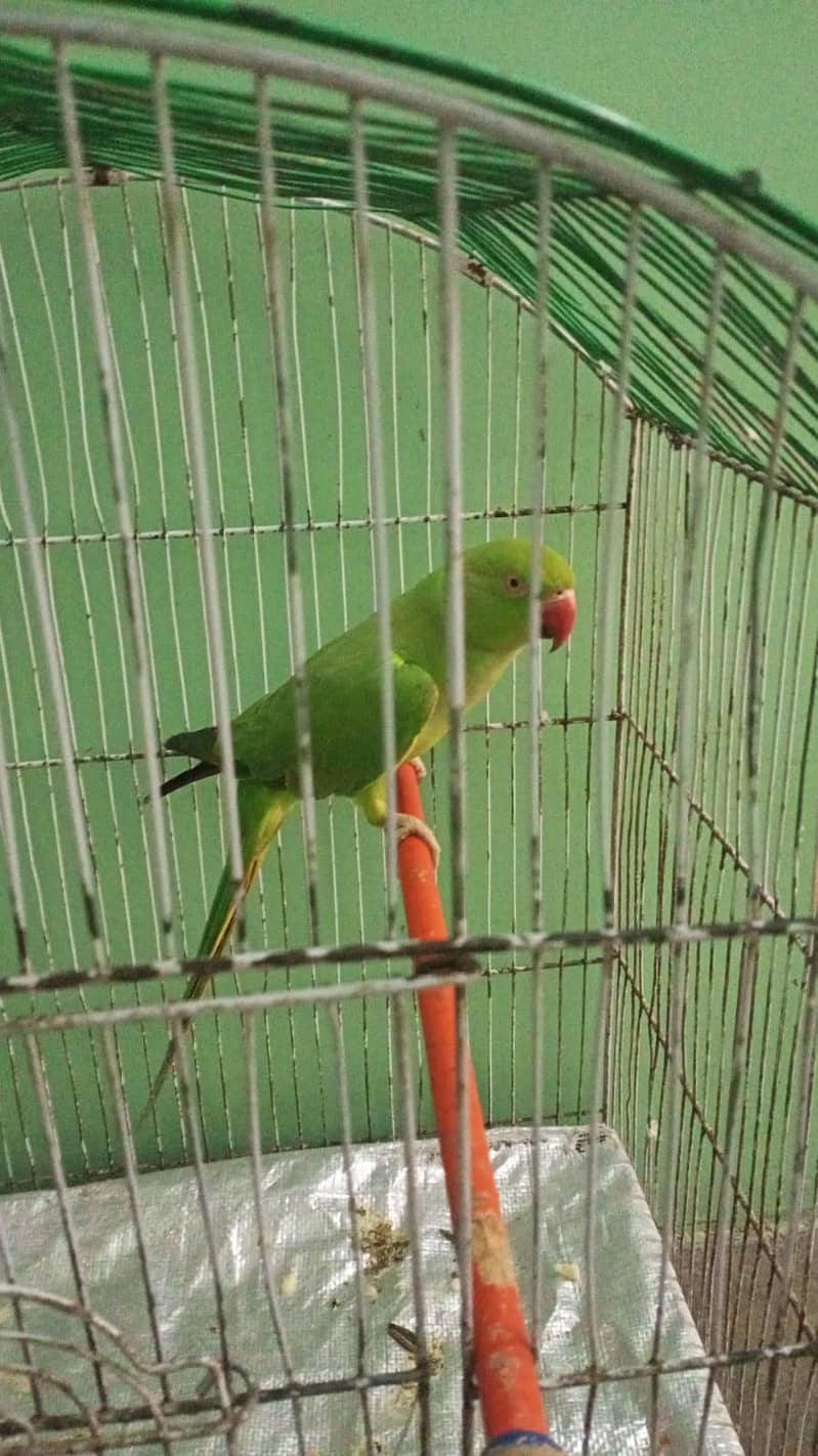 Ringneck 0