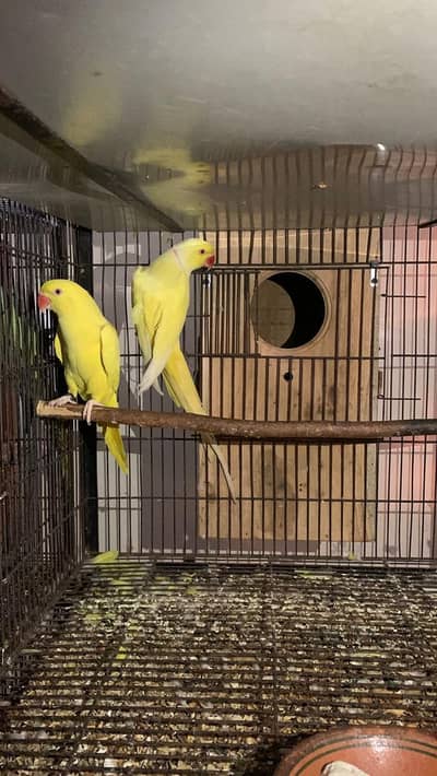 Yellow ringneck breeder pair available