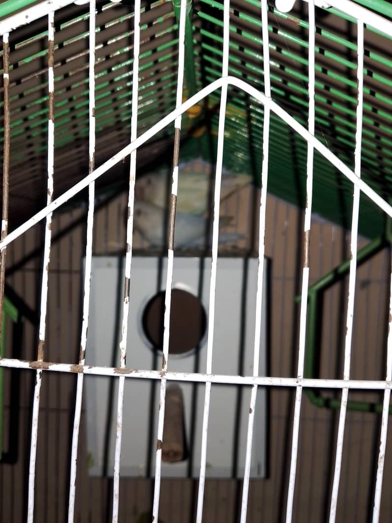 بریڈر Red eye  1