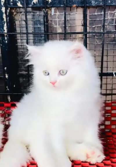 Persian female kitten my WhatsApp number 0322-97-21-876