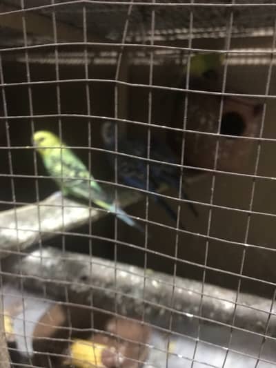 Breeder budgies available