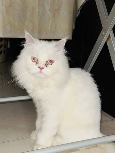 Persian cat