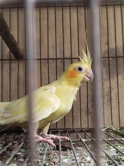 Cocktail Parrot Single