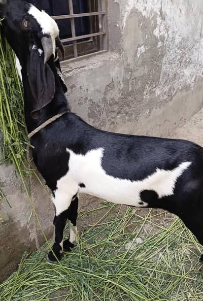 dogala bakra qurbani wala 2 dant
